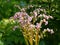Giant rockfoil (bergenia) flowers