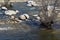 Giant rocks scattered across the river