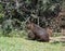 Giant rodents in the Uruguayan national park called capibara