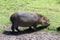 Giant rodents in the Uruguayan national park called capibara