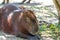 Giant rodents in the Uruguayan national park called capibara