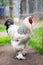 Giant Rooster Brahma in a farm yard