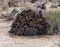 Giant root of a fallen joshua tree at the Joshua Tree National Park, California