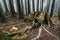 Giant root of long live pine trees with moss in the forest in Alishan National Forest Recreation Area in Chiayi County, Alishan.