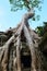 Giant roots of a tree growing over a forgotten temple.