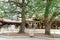 Giant rope between tree in Meiji Shrine or Meiji Jingu in Shibuya, Tokyo, Japan