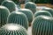 Giant round cactuses in Botanical Garden in Hong Kong