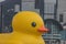 A giant Rubber Duck brings joy, smiles wherever it floats, June 18 2023