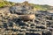 Giant\'s basalt causeway