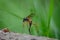 Giant Sabre Comb Horn Cranefly with long black ovipositor