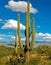 Giant Saguaro, Arizona