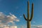 A Giant Saguaro on blue sky in Saguaro National Park, near Tucson