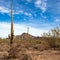 Giant Saguaro cacti and other desert vegetation inside Organ Pipe Cactus National Monument