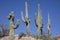 Giant Saguaro Cactus