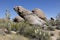 Giant Saguaro Cactus