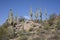 Giant Saguaro Cactus