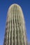 Giant Saguaro Cactus