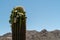 Giant Saguaro cactus in bloom with beautiful flowers