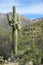 Giant Saguaro cactus with multiple arms in left foreground with more cacti in the rugged mountain background