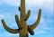 Giant Saguaro Cactus at National Park Landscape