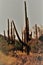 Giant Saguaro Cactus Near Tucson, Arizona, USA