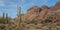 Giant Saguaro Cactus In Organ Pipe National Park