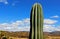 Giant Saguaro, desert landscape