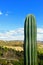 Giant Saguaro, desert landscape, Cactus