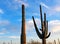Giant Saguaro pointing to the sky