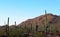 Giant Saguaro, Saguaro National Park