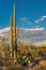 Giant Saguaro in Saguaro National Park, near Tucson Arizona.