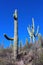 Giant Saguaro Warriors, Saguaro National Park