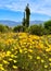 Giant saguaro with yellow poppies in the Arizona desert