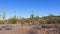 Giant Saguaros Carnegiea gigantea at Hewitt Canyon near Phoenix. Organ Pipe Cactus National Monument, Arizona, USA