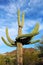 Giant Saguaros, Saguaro National Park