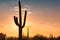 Giant Saguaros at Sunset in Sonoran Desert near Phoenix.