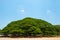 Giant Samanea saman tree with branch in Kanchanaburi, Thailand