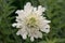 Giant Scabious Cephalaria gigantea, creamy yellow flower