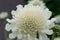 Giant Scabious Cephalaria gigantea, flower in close-up