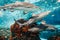 Giant scary sharks under water in aquarium. Sea ocean marine wildlife predators dangerous animals swimming in blue water.