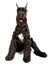 giant schnauzer pictures