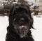 Giant schnauzer. Big black dog on snow.