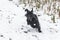 Giant schnauzer dog with black fur running and jumping towards camera in winter with snow in fog weather, Germany