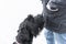 Giant schnauzer dog with black fur sniffing master`s bag waiting for reward for good behavior in winter with snow in fog weather,
