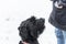 Giant schnauzer dog with black fur sniffing master`s bag waiting for reward for good behavior in winter with snow in fog weather,