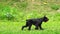 Giant schnauzer dog playing with a ball in a green meadow.