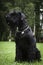 Giant Schnauzer dog is sitting in the park on the grass