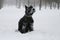 Giant Schnauzer dog stands in deep snow in winter