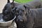 Giant Schnauzer Dogs Getting a Drink Outside