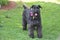 Giant schnauzer female pet going for a walk.